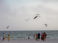 This was picture was taken in St Petersburg Beach at Long Key Beach Resort of children feeding the gulls along the shoreline